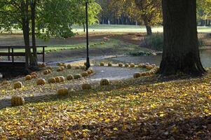 Scenic autumn landscape with pumpkins lining a path in a park, surrounded by fallen leaves photo