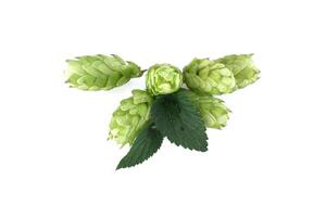 Green hops cones with fresh leaves isolated on white background photo