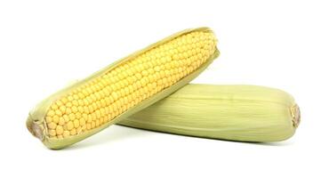 Fresh corn cobs with husks and kernels isolated on a white background photo
