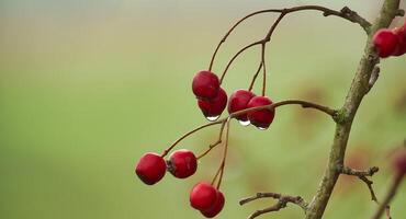 Close-up of bright red berries with a dew drop hanging from a branch, set against a misty backdrop photo