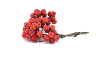 Close-up of vibrant red rowan berries on a branch isolated against a white background photo
