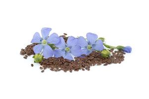 Flax linseed flower and seeds over white background photo