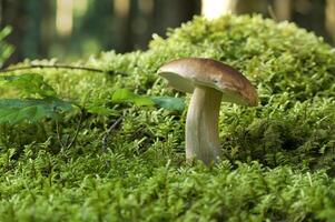Close-up of wild boletus mushroom growing in lush forest, surrounded by moss and foliage, photo
