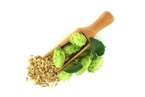 Wooden scoop of barley next to fresh green hops on a white background photo