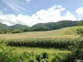Scenic Vista of Mountains and Lush Vegetation Serene Mountain View with Lush Cornfields photo