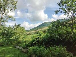 Serene Mountain View with Lush Greenery photo