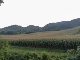 Serene Cornfield with Rolling Hills photo