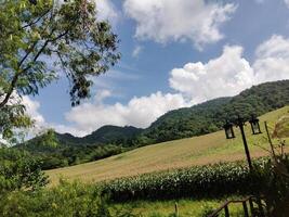 Serene Mountain View with Lush Cornfields photo