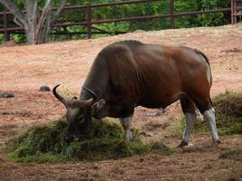 Banteng Herd Feeding in EnclosureBanteng Herd Feeding in Enclosure. photo