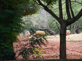 Banteng Herd Feeding in EnclosureBanteng Herd Feeding in Enclosure. photo