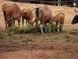 Banteng Herd Feeding in EnclosureBanteng Herd Feeding in Enclosure. photo