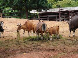 Banteng Herd Feeding in EnclosureBanteng Herd Feeding in Enclosure. photo