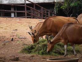 Banteng Herd Feeding in EnclosureBanteng Herd Feeding in Enclosure. photo