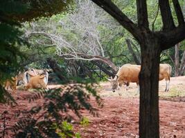 Banteng Herd Feeding in EnclosureBanteng Herd Feeding in Enclosure. photo
