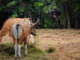 Banteng Herd Feeding in EnclosureBanteng Herd Feeding in Enclosure. photo