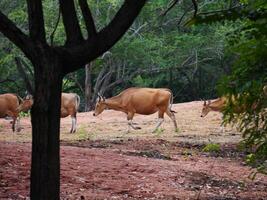 Banteng Herd Feeding in EnclosureBanteng Herd Feeding in Enclosure. photo