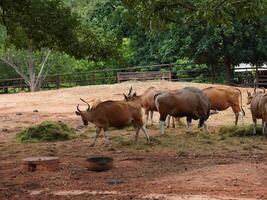 Banteng Herd Feeding in EnclosureBanteng Herd Feeding in Enclosure. photo