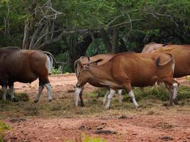 Banteng Herd Feeding in EnclosureBanteng Herd Feeding in Enclosure. photo
