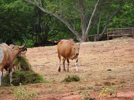 Banteng Herd Feeding in EnclosureBanteng Herd Feeding in Enclosure. photo