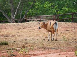 Banteng Herd Feeding in EnclosureBanteng Herd Feeding in Enclosure. photo