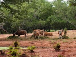 Banteng Herd Feeding in EnclosureBanteng Herd Feeding in Enclosure. photo