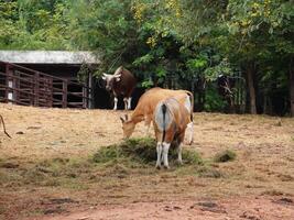 Banteng Herd Feeding in EnclosureBanteng Herd Feeding in Enclosure. photo
