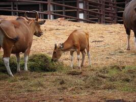 Banteng Herd Feeding in EnclosureBanteng Herd Feeding in Enclosure. photo