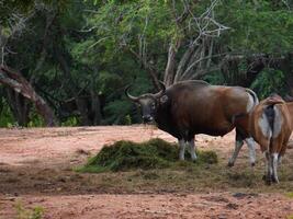 Banteng Herd Feeding in EnclosureBanteng Herd Feeding in Enclosure. photo