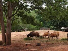 Banteng Herd Feeding in EnclosureBanteng Herd Feeding in Enclosure. photo