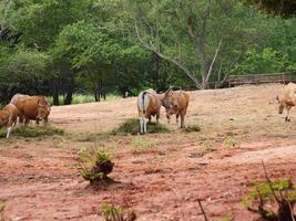 Banteng Herd Feeding in EnclosureBanteng Herd Feeding in Enclosure. photo