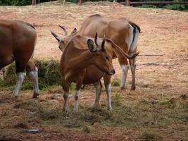 Banteng Herd Feeding in EnclosureBanteng Herd Feeding in Enclosure. photo