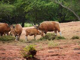 Banteng Herd Feeding in EnclosureBanteng Herd Feeding in Enclosure. photo