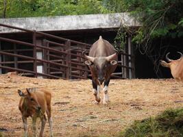 Banteng Herd Feeding in EnclosureBanteng Herd Feeding in Enclosure. photo