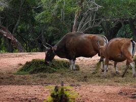 Banteng Herd Feeding in EnclosureBanteng Herd Feeding in Enclosure. photo