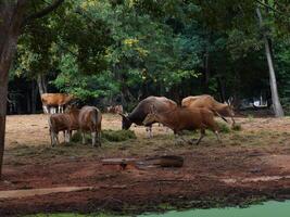 Banteng Herd Feeding in EnclosureBanteng Herd Feeding in Enclosure. photo