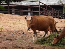 Banteng Herd Feeding in EnclosureBanteng Herd Feeding in Enclosure. photo