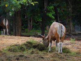 Banteng Herd Feeding in EnclosureBanteng Herd Feeding in Enclosure. photo