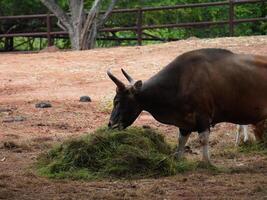Banteng Herd Feeding in EnclosureBanteng Herd Feeding in Enclosure. photo