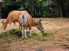 Banteng Herd Feeding in EnclosureBanteng Herd Feeding in Enclosure. photo