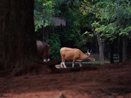 Banteng Herd Feeding in EnclosureBanteng Herd Feeding in Enclosure. photo
