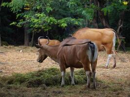 Banteng Herd Feeding in EnclosureBanteng Herd Feeding in Enclosure. photo