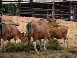 Banteng Herd Feeding in EnclosureBanteng Herd Feeding in Enclosure. photo