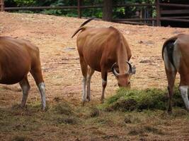 Banteng Herd Feeding in EnclosureBanteng Herd Feeding in Enclosure. photo
