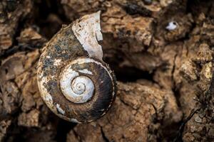 A snail shell is seen on a tree trunk photo