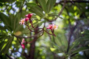 A pink flower on a tree branch photo
