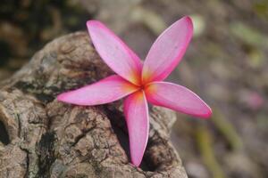 A pink flower is on a tree trunk photo