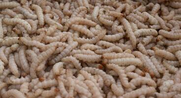 A pile of worms in a pile of dirt photo
