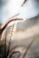 A close up of a plant with a sun in the background photo