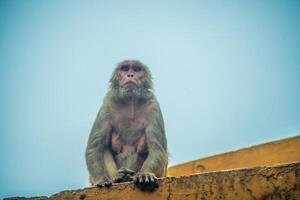 A monkey sitting on a wall with a blue sky in the background photo