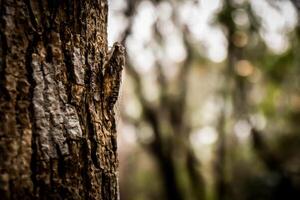 A lizard is sitting on a tree trunk photo